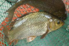 魚類怎樣繁殖下一代，魚類繁殖方式有哪幾種