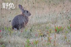 養(yǎng)野兔犯法嗎？養(yǎng)野兔子要注意什么？