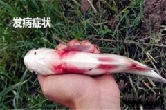 草魚出血病怎么治療，有哪些癥狀？
