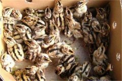 鵪鶉育雛技術(shù)要點：育雛濕度、溫度與密度要求