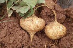 涼薯種植時(shí)間和方法，涼薯的生長(zhǎng)周期問(wèn)題