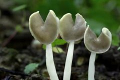 食用菌種類有哪些？常見食用菌種類簡介