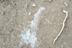 雞拉稀是什么原因引起的，雞拉稀用什么藥治療