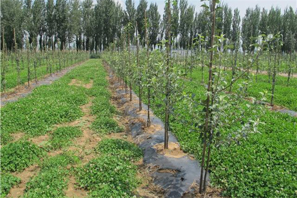 蘋(píng)果樹(shù)的種植條件