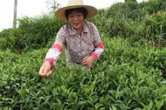 茶葉采摘方法 茶葉合理采摘的要求有哪些？