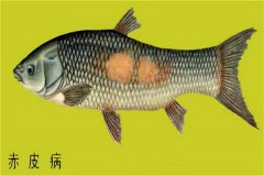 養(yǎng)殖魚類怎樣防治赤皮??？如何預(yù)防？