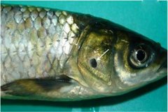 養(yǎng)魚怎樣防治細(xì)菌性爛鰓??？