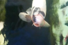 魚池如何防治白頭白嘴病？怎樣預(yù)防？