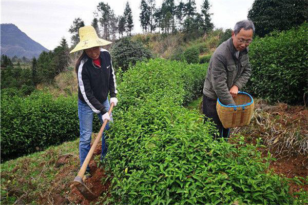 幼齡茶樹的除草、松土
