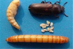 黃粉蟲卵、幼蟲、蛹和成蟲的形態(tài)特征介紹