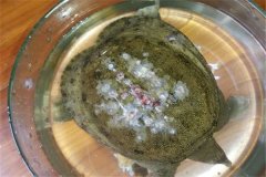 怎樣防治甲魚白斑?。? /></a>
            <a href=