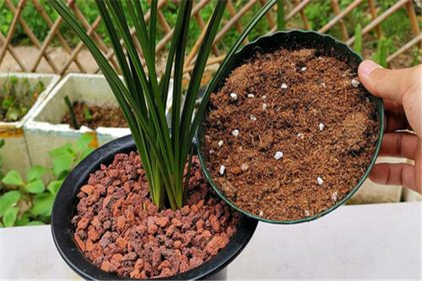 怎樣播種熱帶蘭花，熱帶蘭的種植方法
