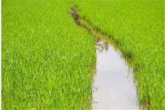 水稻前期、中期和后期的濕潤灌溉技術(shù)要點(diǎn)簡介