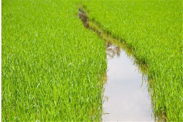 水稻前期、中期和后期的濕潤(rùn)灌溉技術(shù)