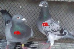 怎樣挑選優(yōu)良的鴿子 鴿子年齡、雌雄的鑒別方法