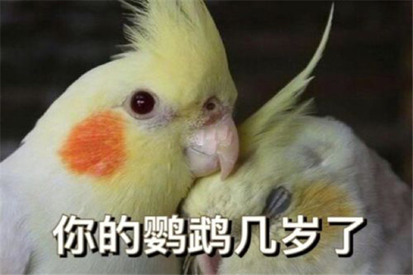鳥(niǎo)的年齡判斷