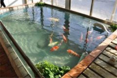 魚(yú)池養(yǎng)錦鯉要注意什么？