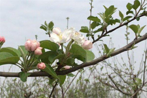 如何讓蘋(píng)果樹(shù)提早結(jié)果、提前結(jié)果