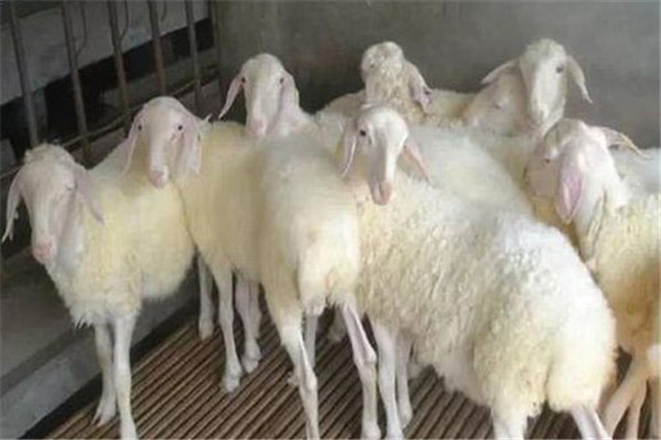 哪些進口肉羊品種銷路好