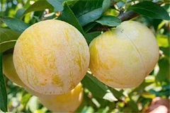 奈李產(chǎn)地是哪里，奈李什么時(shí)候成熟上市？