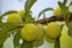 蜂糖李產(chǎn)地在哪里？適合在哪些地區(qū)種植？