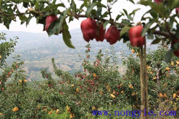 蘋果樹種植過(guò)程中要注意什么