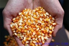 隔年的玉米種子還能發(fā)芽嗎？玉米畝用多少種子