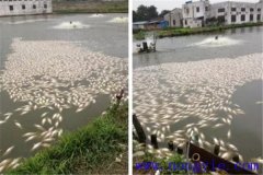 池塘魚中毒與泛塘有什么區(qū)別，如何辯別？