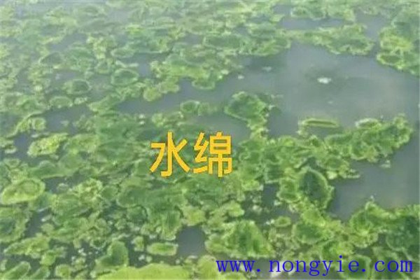 如何清除和控制水綿、水網(wǎng)藻和湖靛等敵害生物
