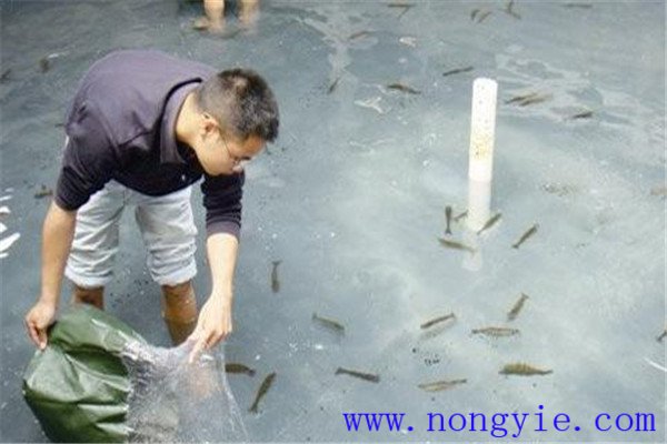 越冬魚(yú)類體質(zhì)差