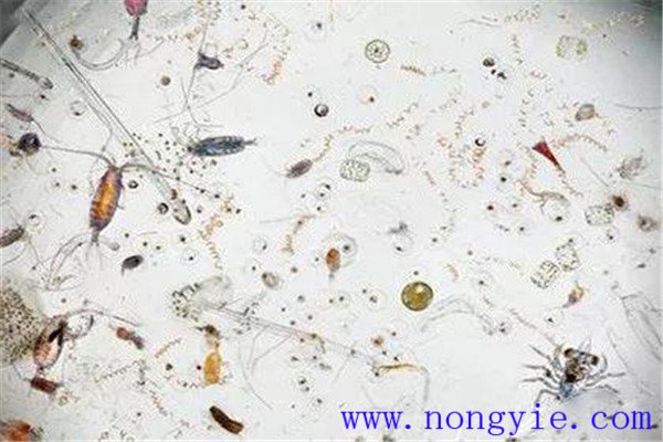 浮游生物有哪些 對(duì)魚(yú)類(lèi)和水環(huán)境有什么作用