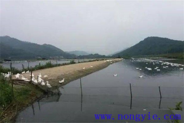 魚、鵝綜合養(yǎng)殖的模式
