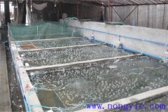 如何選擇魚(yú)苗、魚(yú)種池，又怎樣清整、施肥