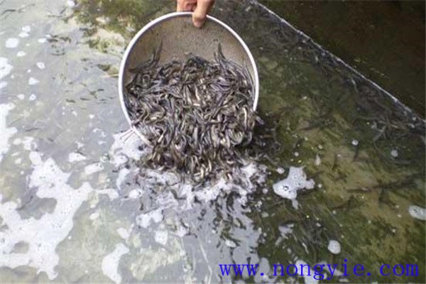 培育魚苗、魚種的方法