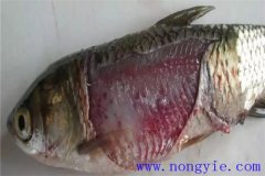 淡水魚(yú)細(xì)菌性爛鰓病如何治療，用什么藥防治？