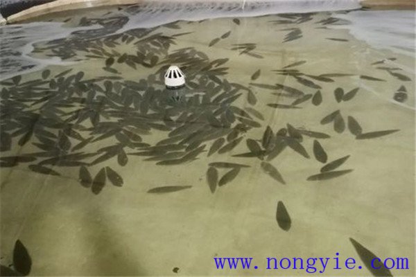 餓 ，即停喂飼料