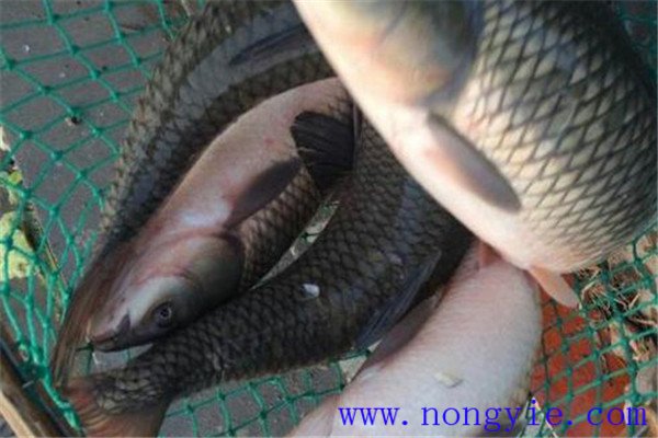草魚、青魚親魚秋培技術(shù)與方法