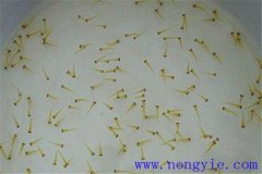 培育魚苗、魚種需要哪些工具