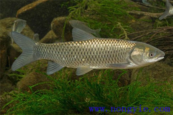 鰱、鳙、草魚