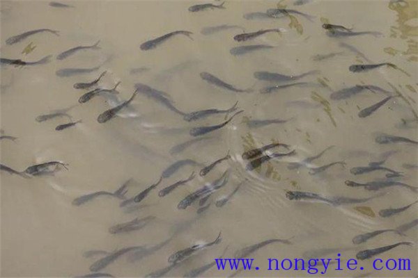 魚種、秋花和春片