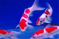 在水族箱中喂養(yǎng)錦鯉要注意些什么？