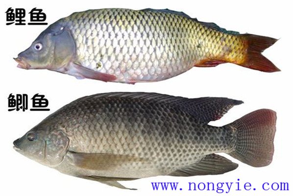 鯉魚、鯽魚