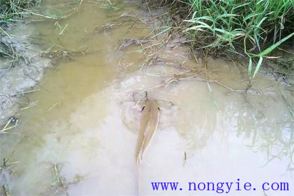 怎樣利用小山塘、魚池、坑凼培育魚苗、魚種