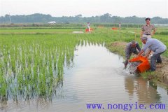稻田養(yǎng)魚的現(xiàn)代養(yǎng)殖模式有哪些新的變化？