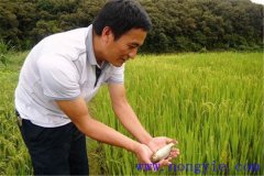 稻田養(yǎng)魚為什么不普及，其限制性因素有哪些？