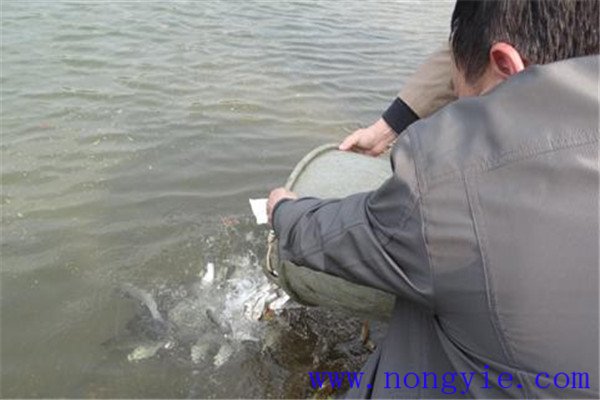 魚(yú)種放養(yǎng)