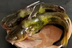 如何宰殺黃骨魚、怎么清洗，怎么挑選黃骨魚