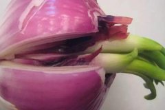洋蔥發(fā)芽能不能吃，怎么避免洋蔥發(fā)芽？