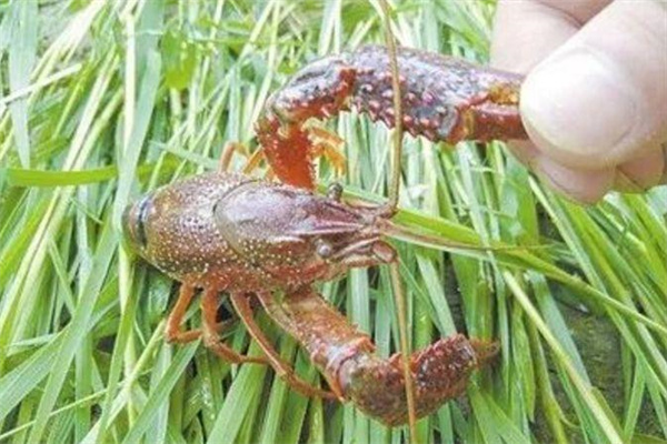 針對小龍蝦的攝食特點，科學(xué)投喂