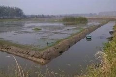稻田青蝦、河蟹混合立體養(yǎng)殖技術(shù)簡介